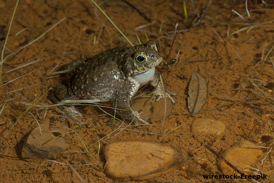 Action de sauvegarde des amphibiens