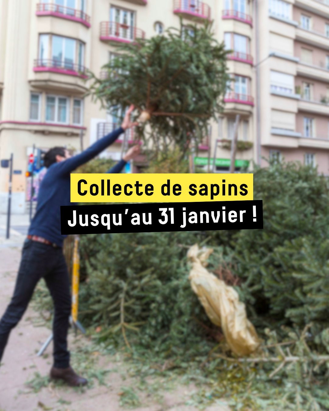 Collecte de sapins